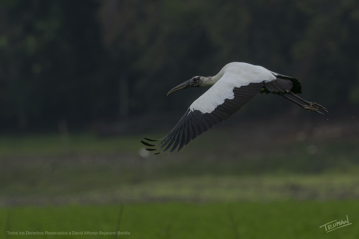 Wood Stork - ML644355367