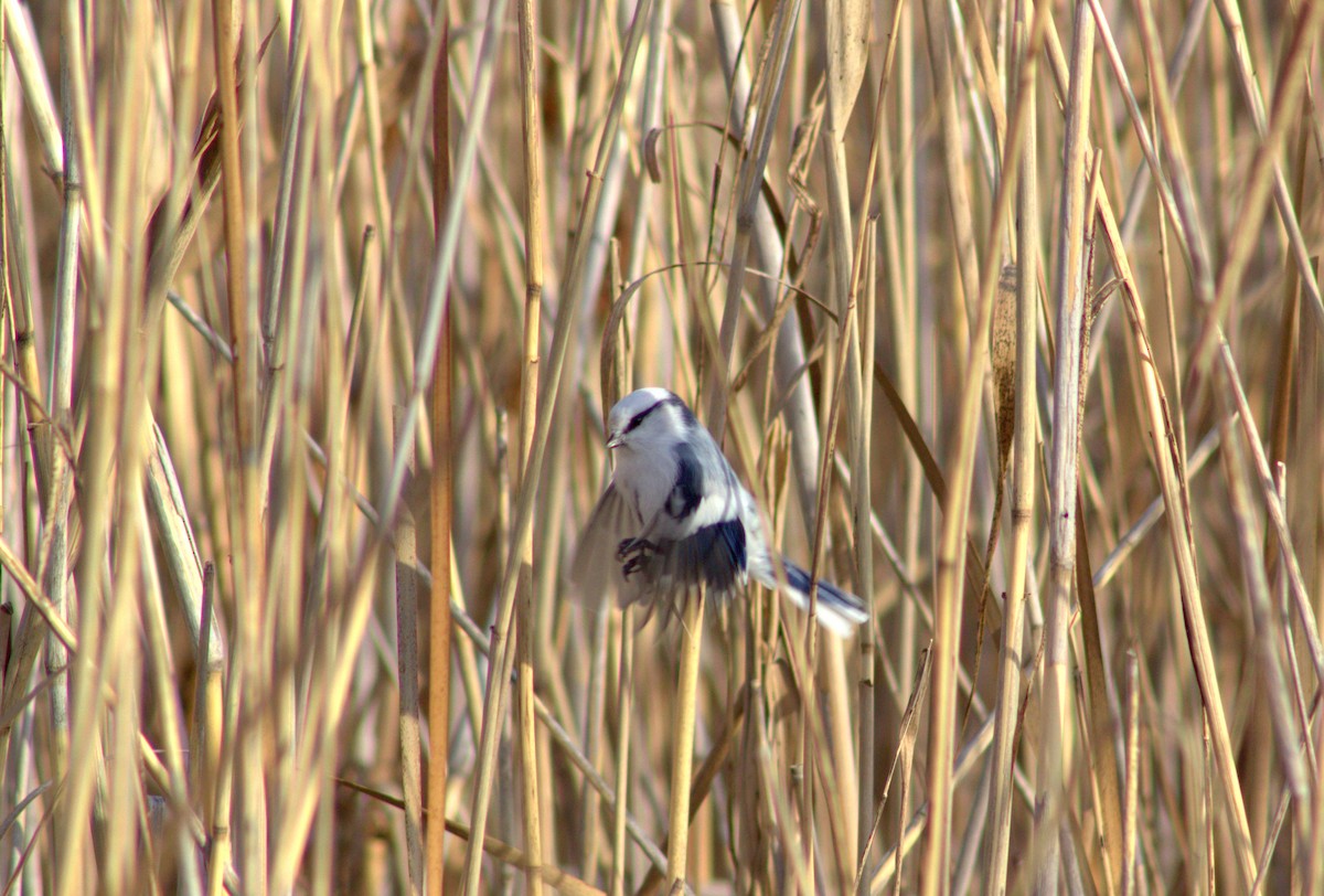 Azure Tit - ML644355368