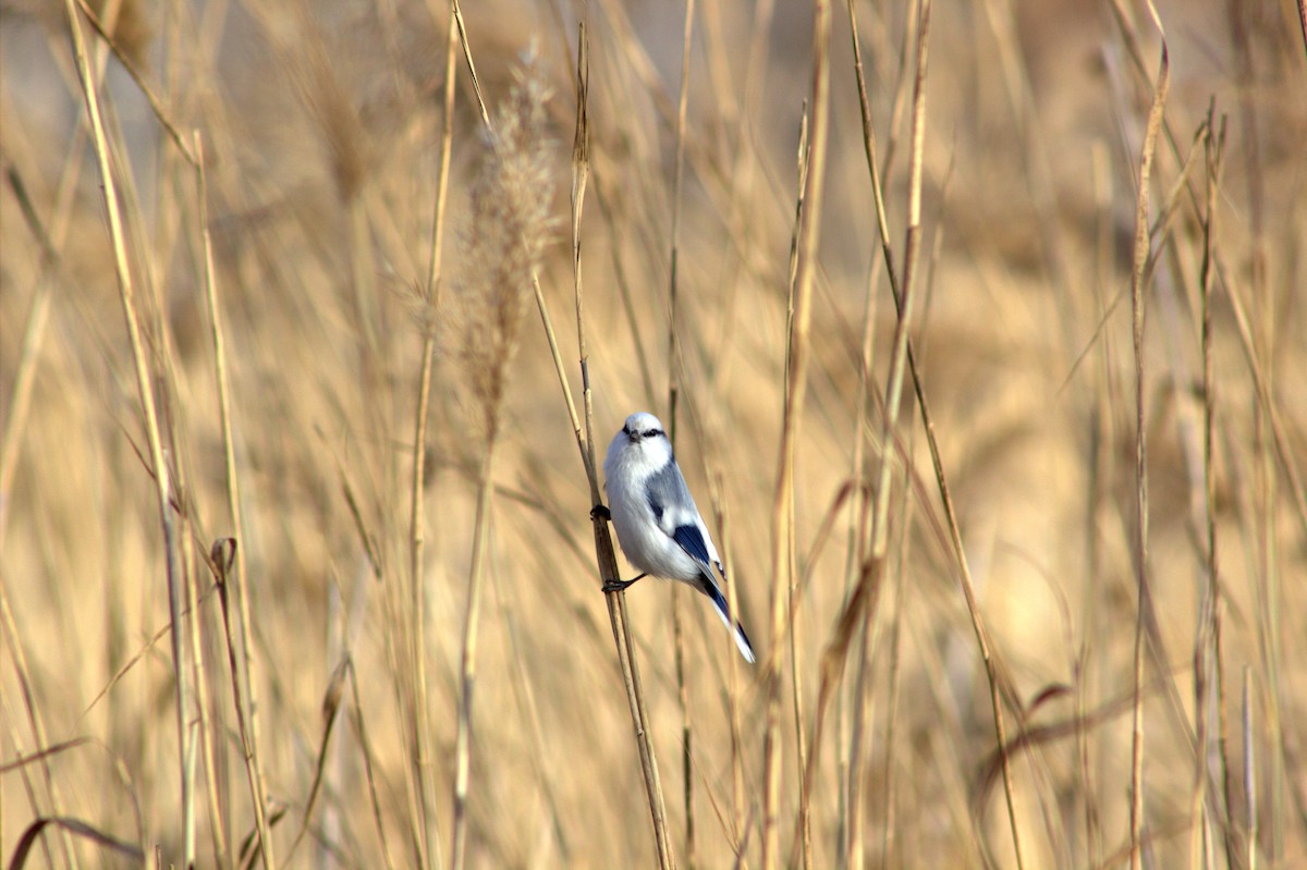 Azure Tit - ML644355369