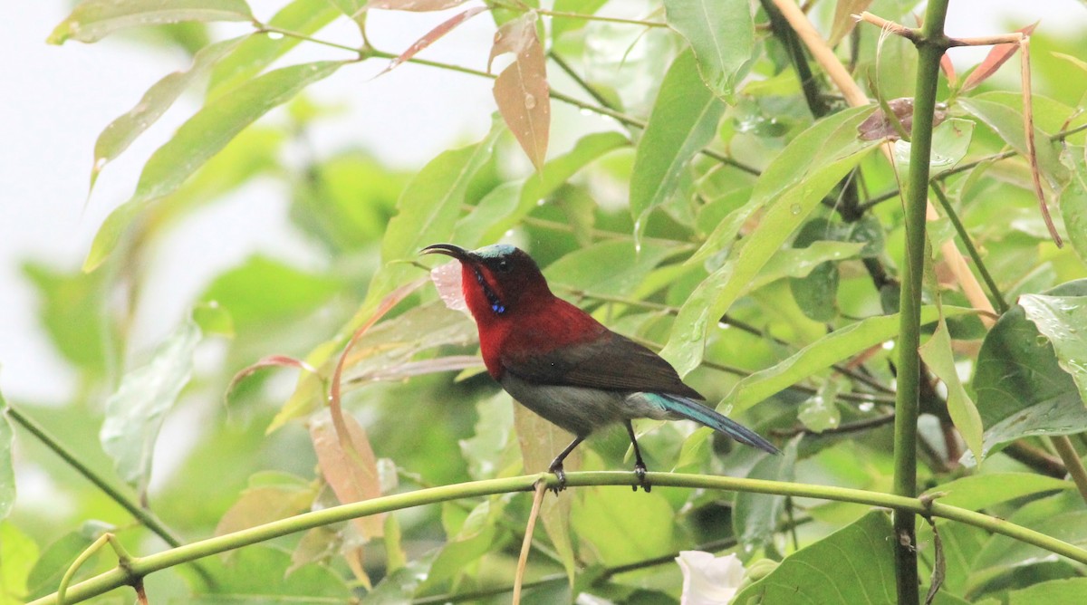 Karmesinnektarvogel - ML644355377