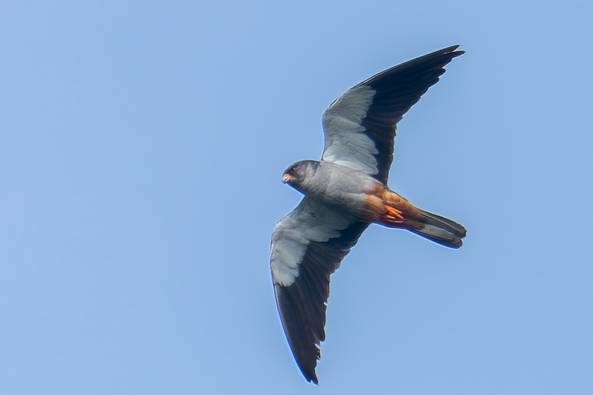Amur Falcon - ML644355379