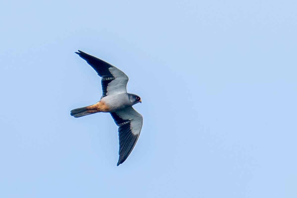 Amur Falcon - ML644355381