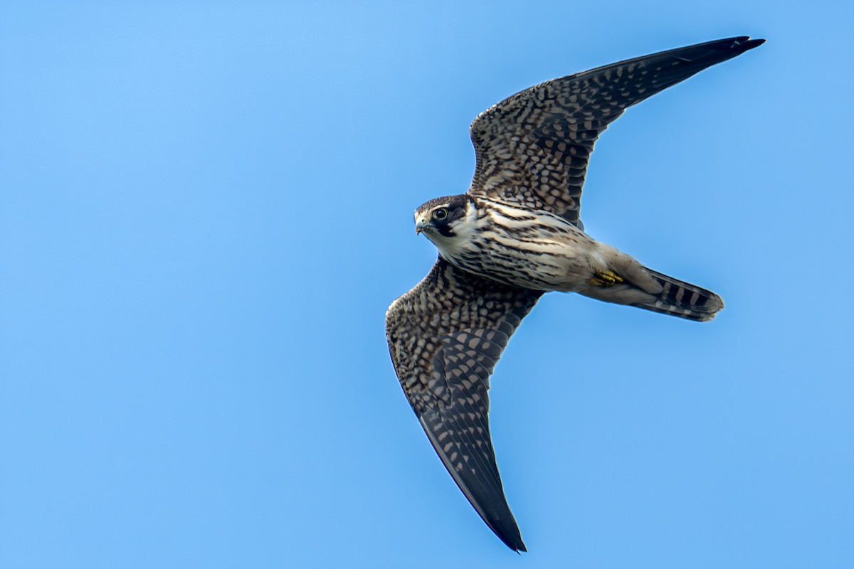 Eurasian Hobby - ML644355389