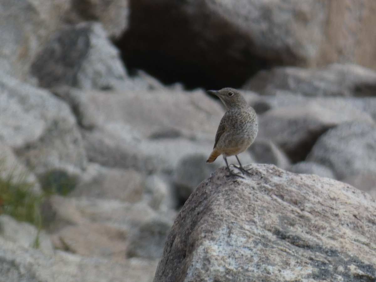 Rufous-tailed Rock-Thrush - ML644355391