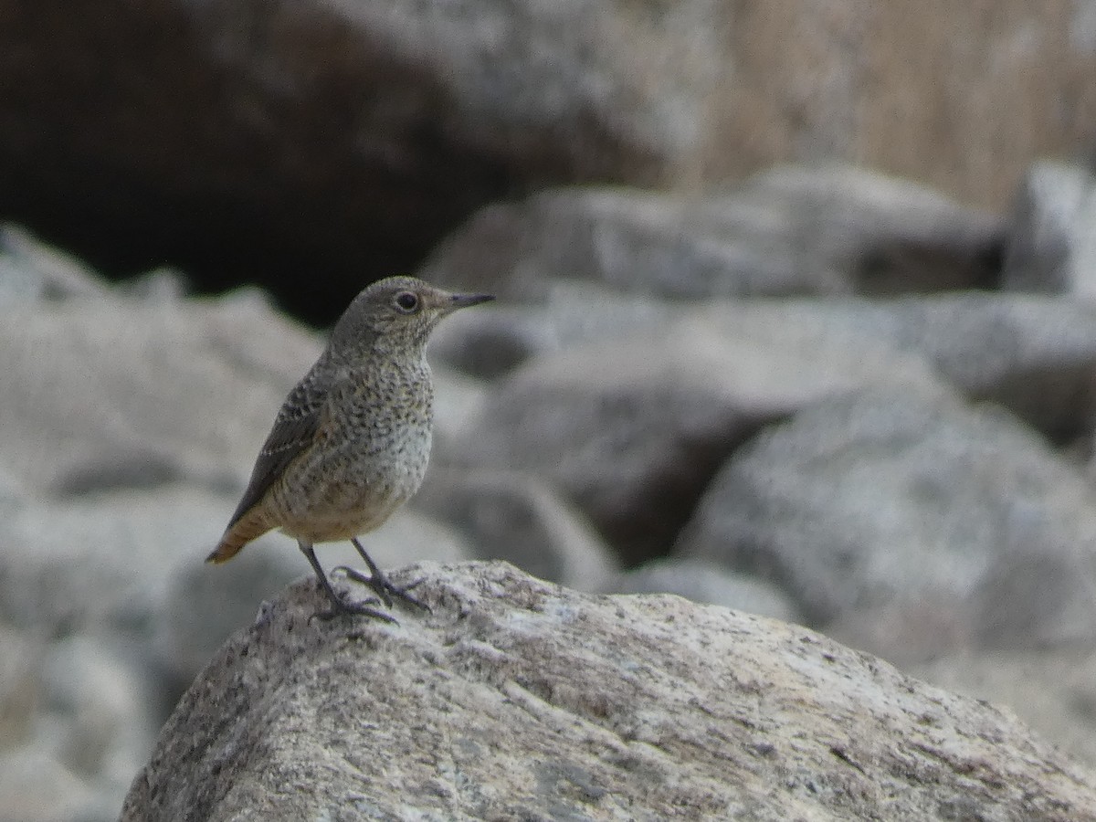 Rufous-tailed Rock-Thrush - ML644355392