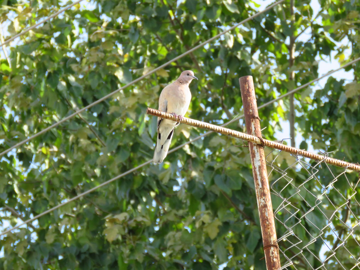 Palmtaube - ML644355400