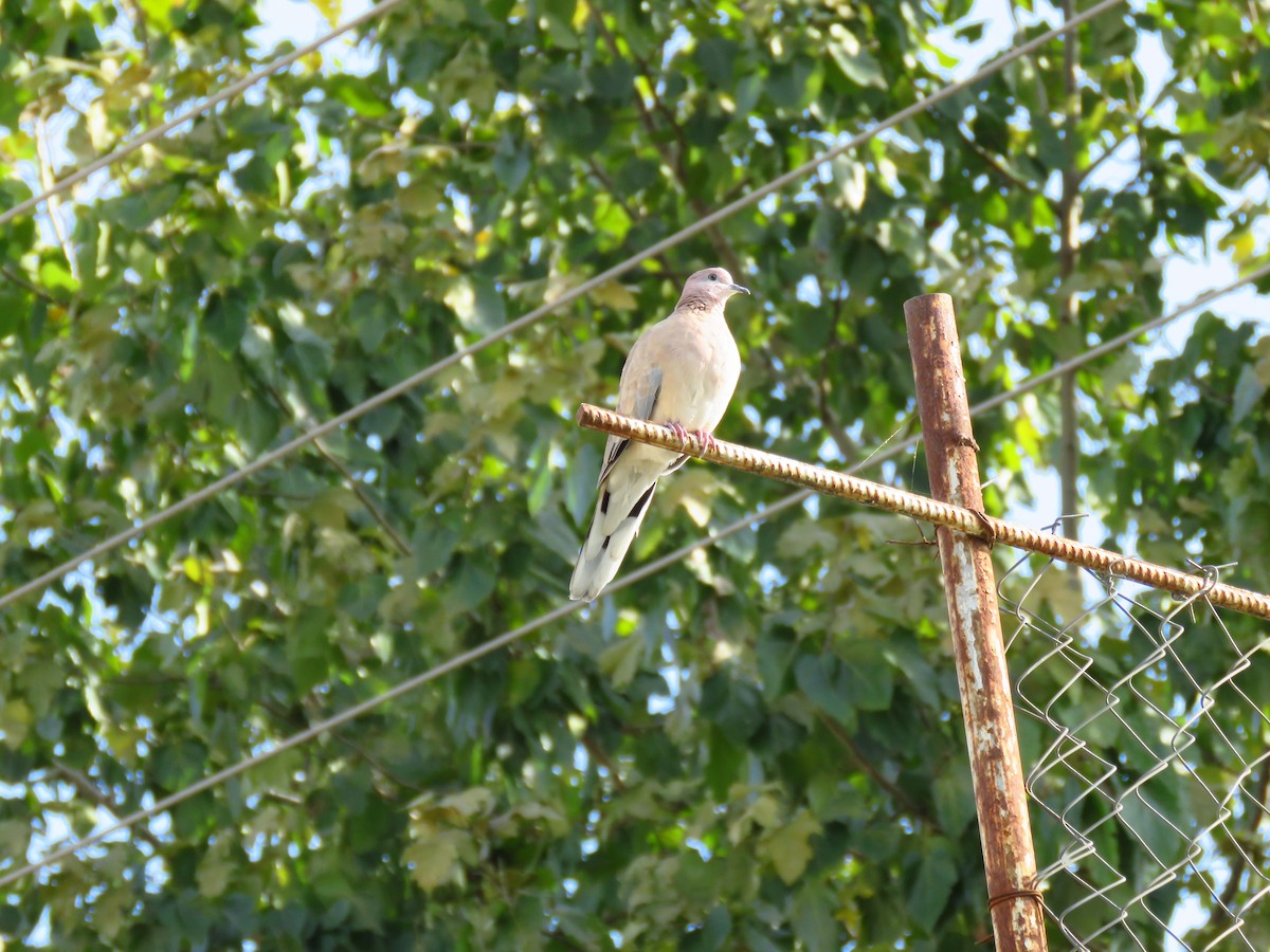 Palmtaube - ML644355401