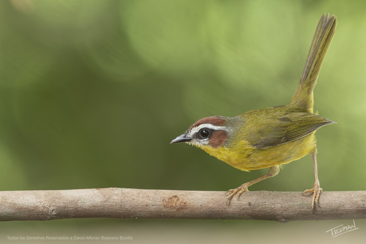 Chestnut-capped Warbler - ML644355405