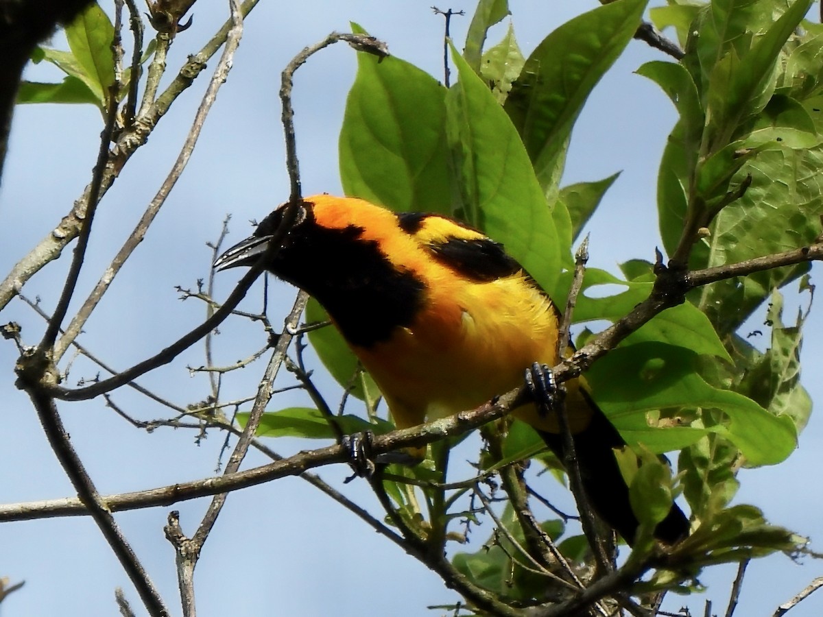Orange-crowned Oriole - ML644355410