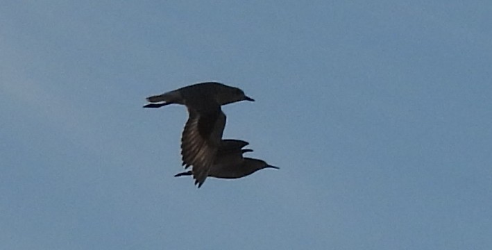 Chorlito Gris - ML644355411