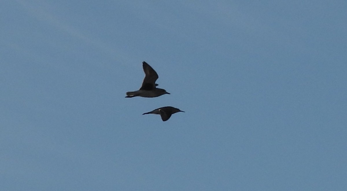 Chorlito Gris - ML644355412