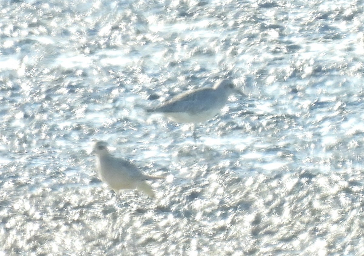 Chorlito Gris - ML644355413