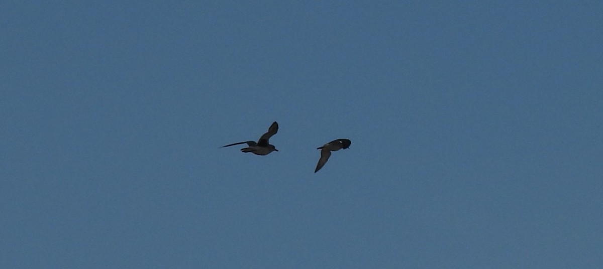 Chorlito Gris - ML644355414