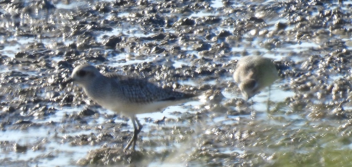 Chorlito Gris - ML644355416