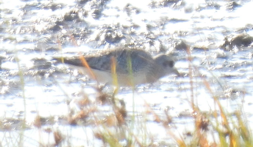 Chorlito Gris - ML644355417