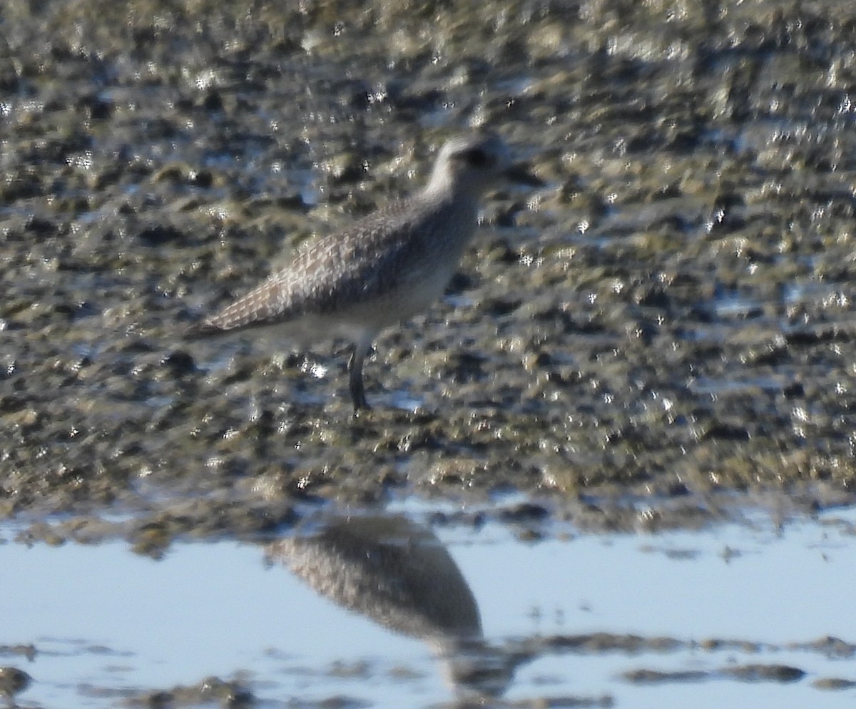 Chorlito Gris - ML644355418