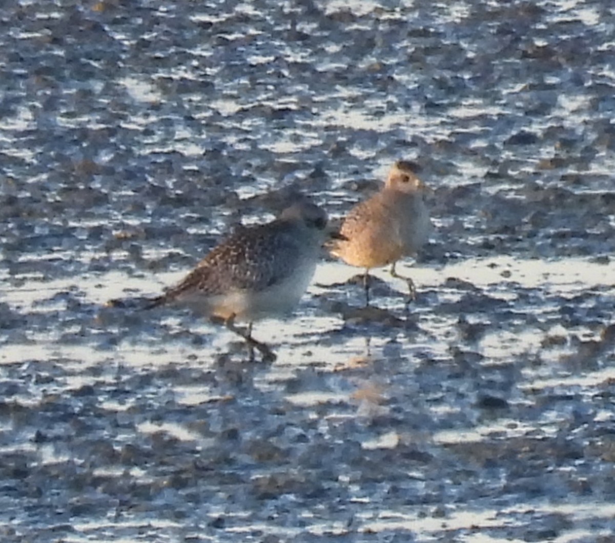 Chorlito Gris - ML644355419