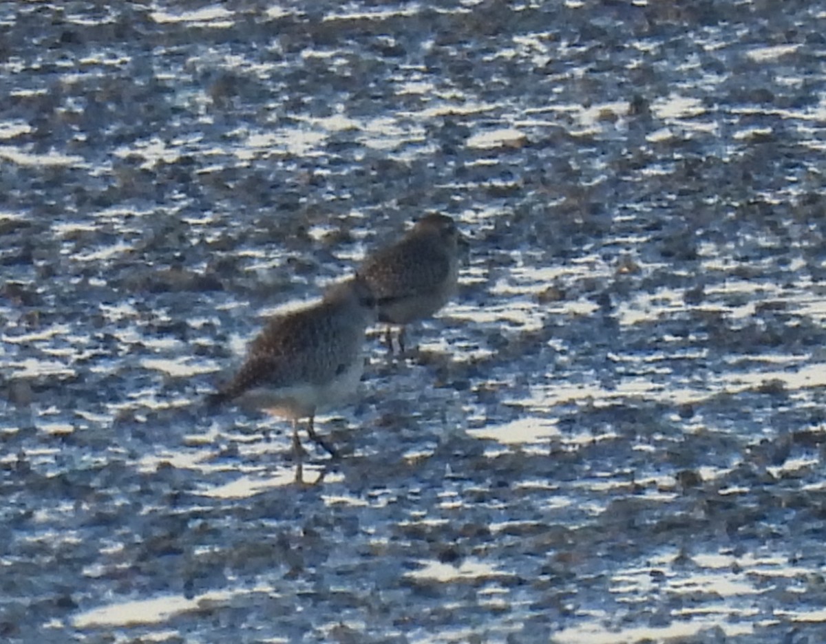 Chorlito Gris - ML644355420