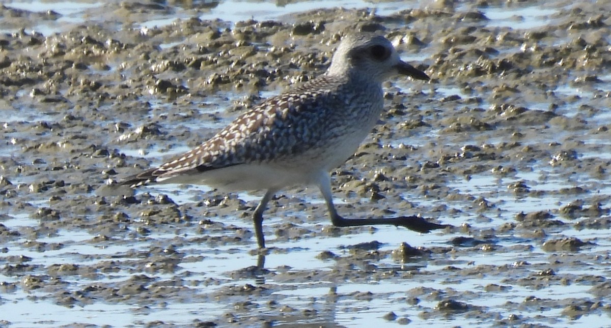 Chorlito Gris - ML644355421