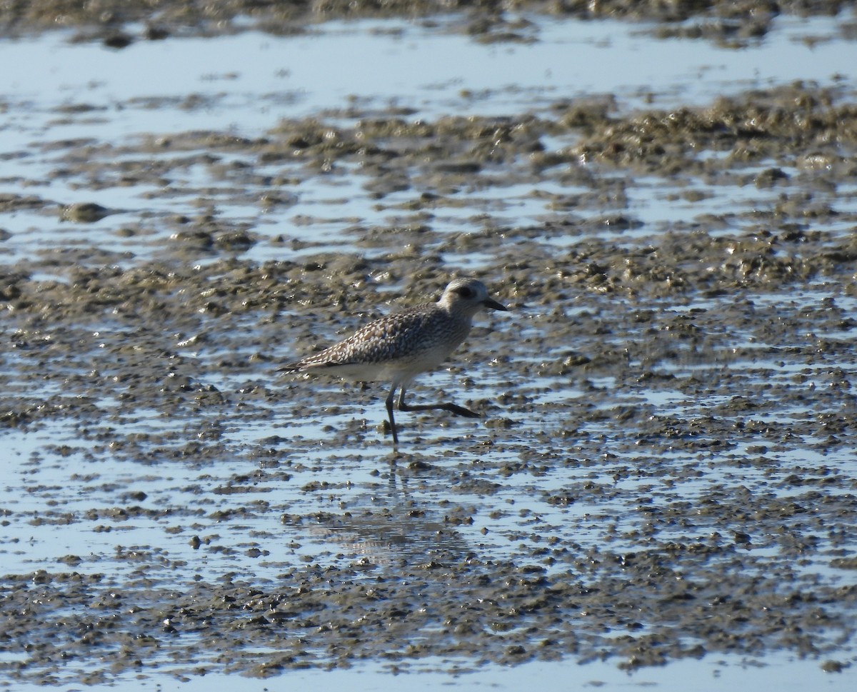Chorlito Gris - ML644355422