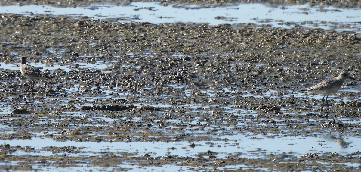 Chorlito Gris - ML644355423