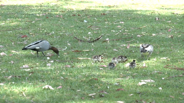 Гривистая утка - ML644355429