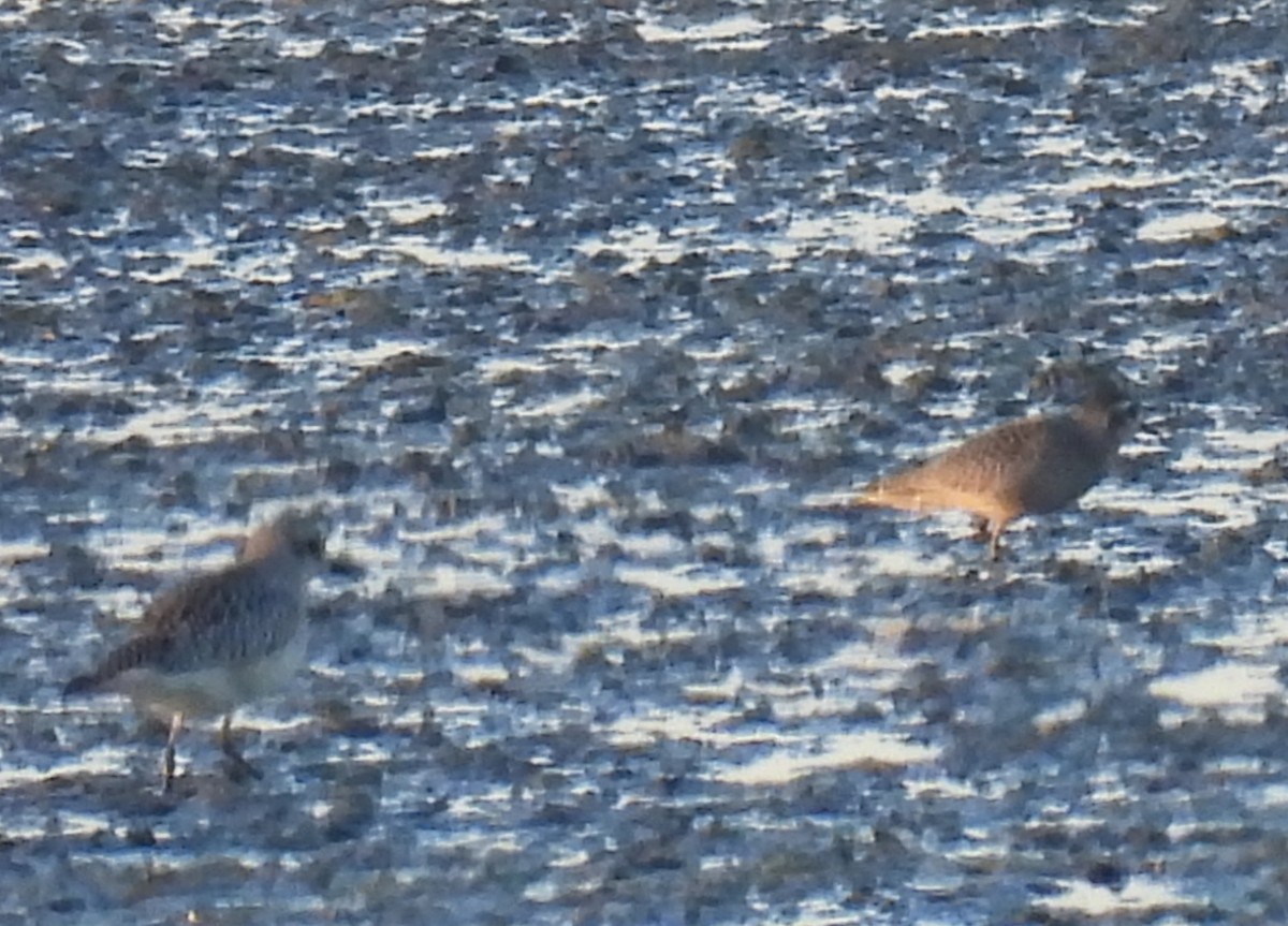 Chorlito Gris - ML644355433