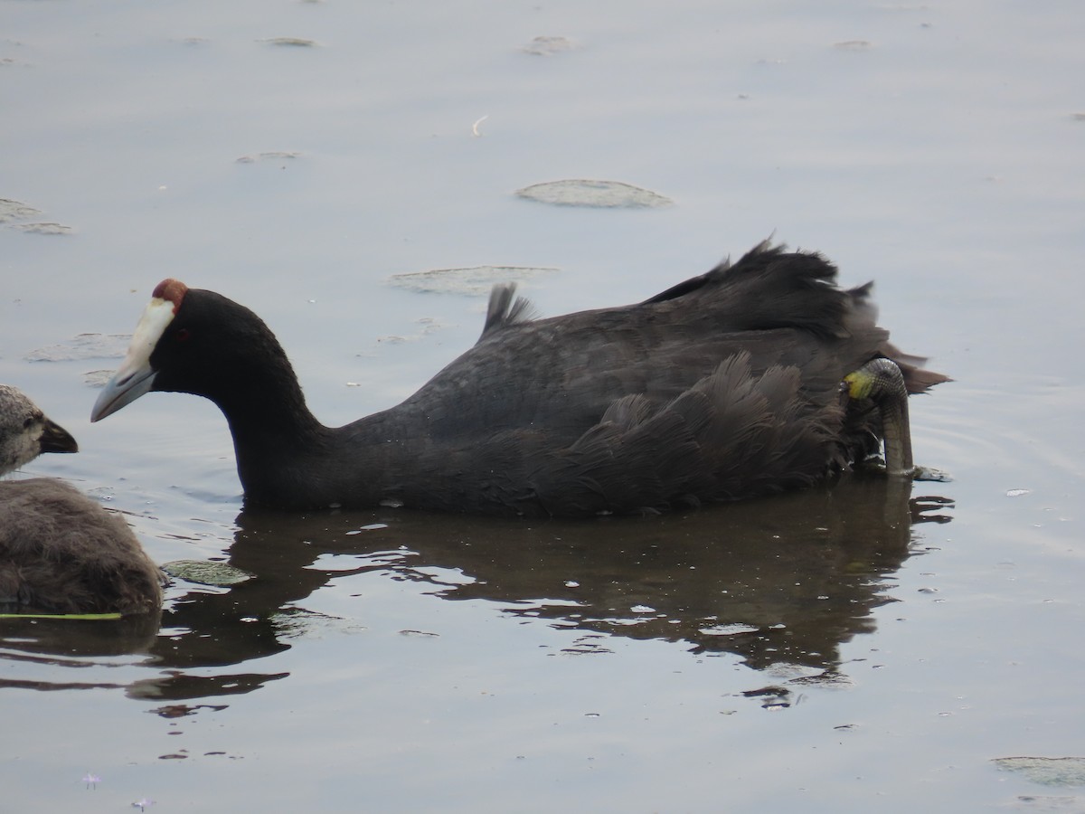 Red-knobbed Coot - ML644355435