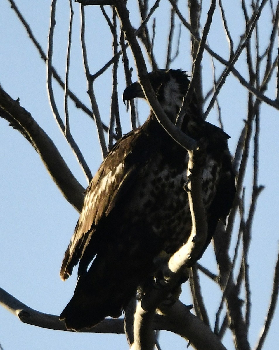 עיטם לבן-ראש - ML644355448