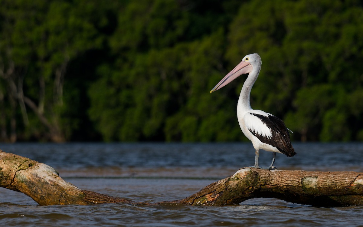 pelikán australský - ML644355451