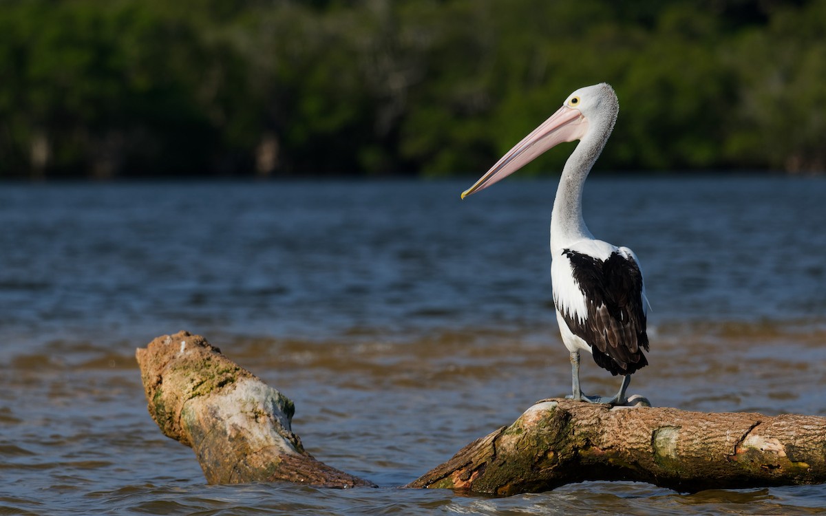 pelikán australský - ML644355452