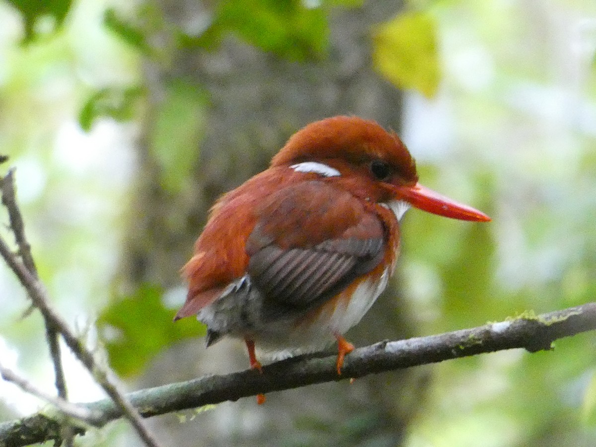 Martin-pêcheur malgache - ML644355453