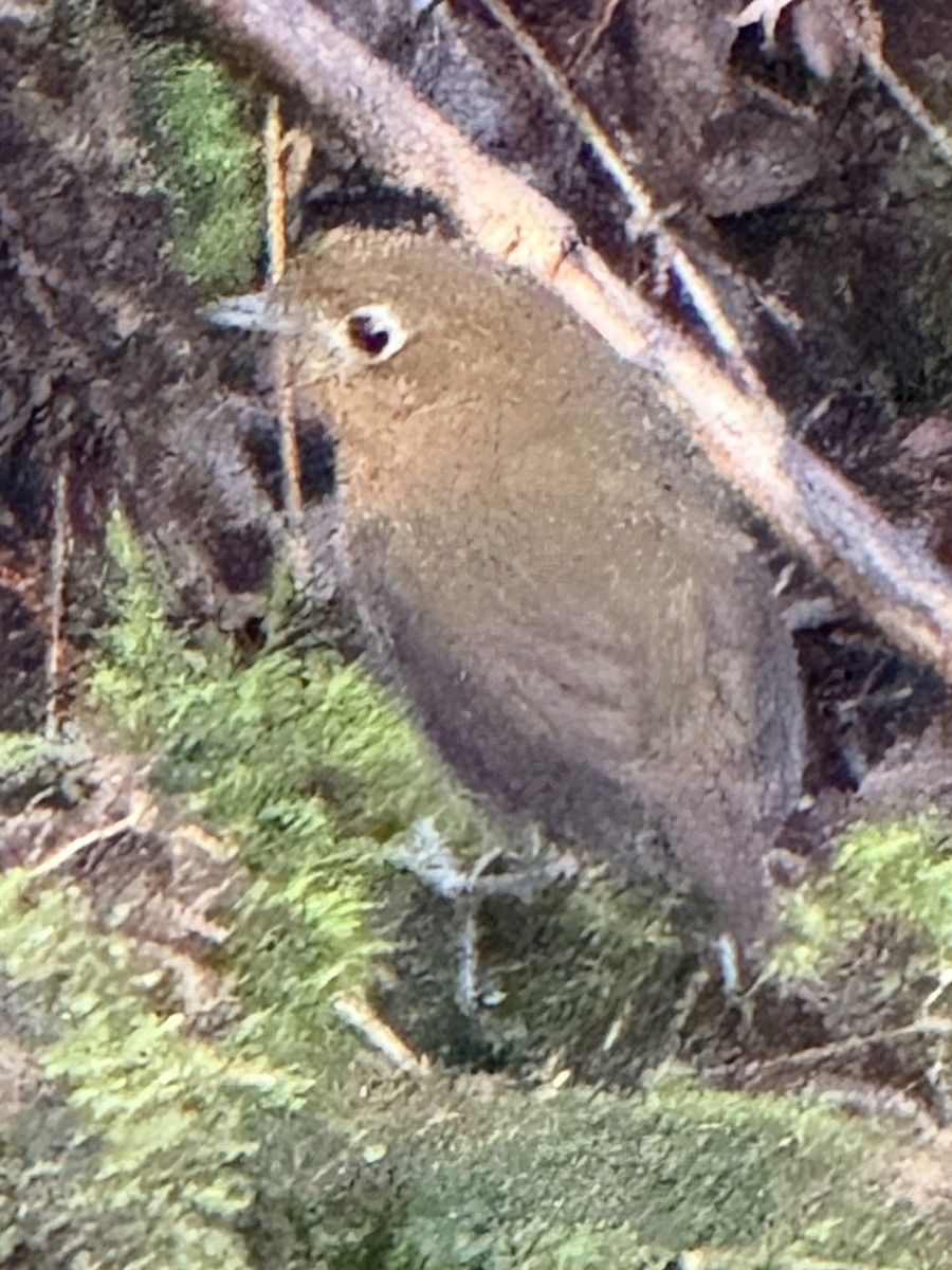 Bolivian Antpitta - ML644355459