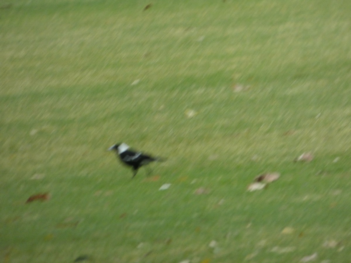 Cassican flûteur (groupe tibicen) - ML644355467