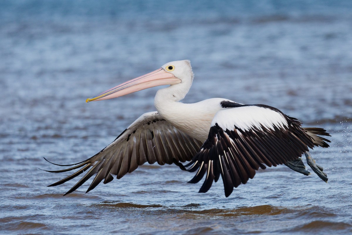 pelikán australský - ML644355468