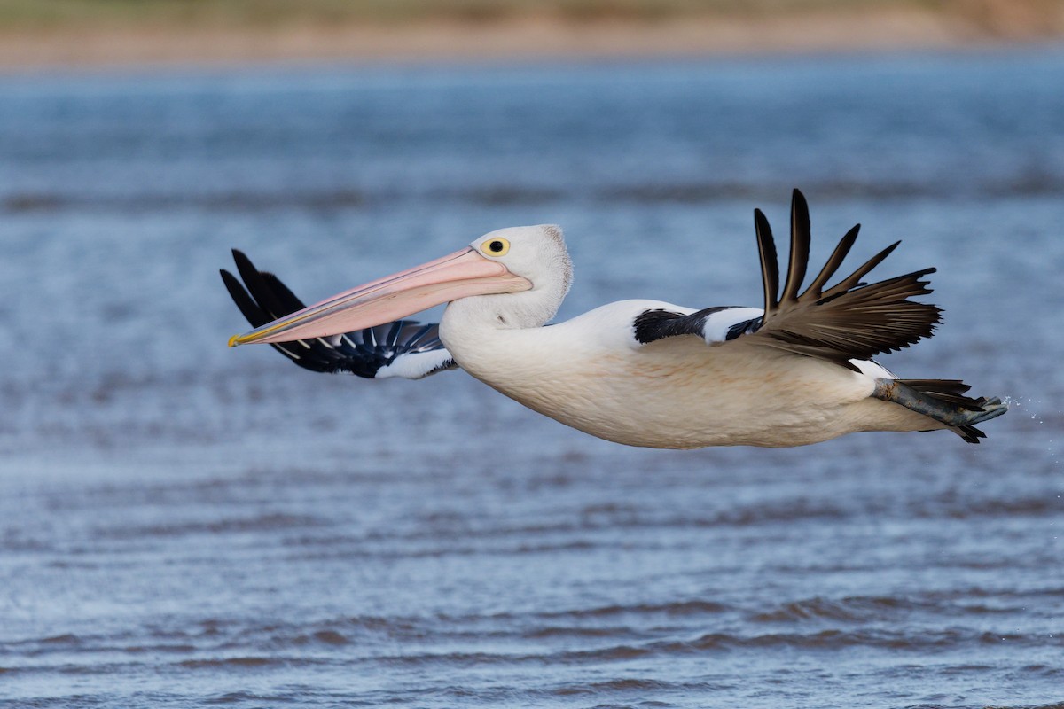 pelikán australský - ML644355469