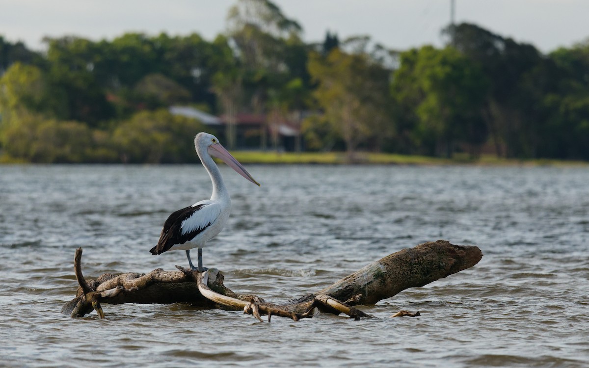 pelikán australský - ML644355470