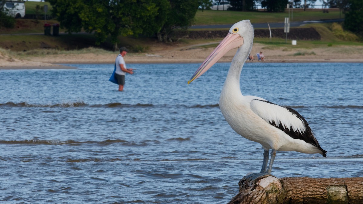 pelikán australský - ML644355471