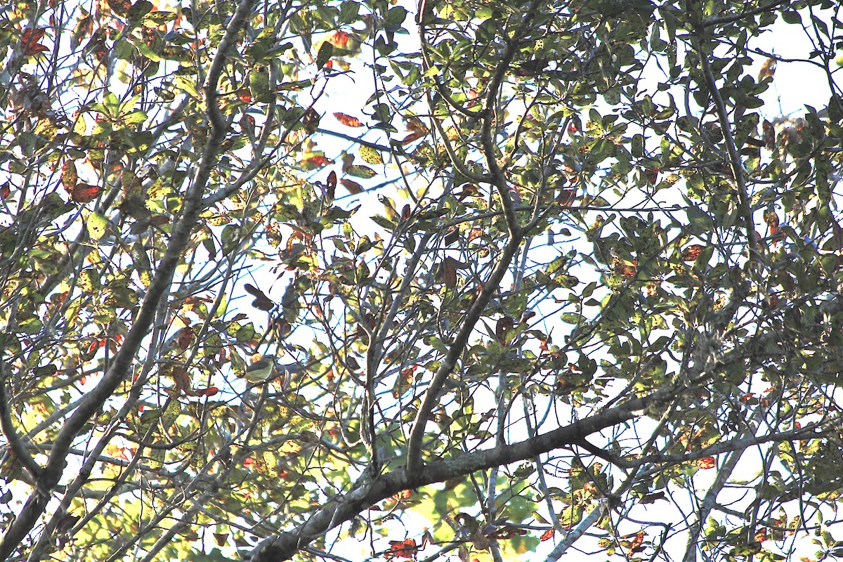 Philadelphia Vireo - ML644355476