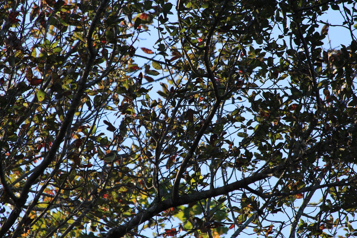 Philadelphia Vireo - ML644355477