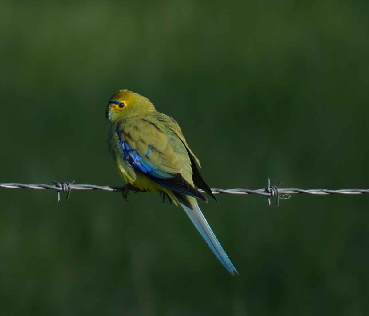 Папужка синьокрилий - ML644355478