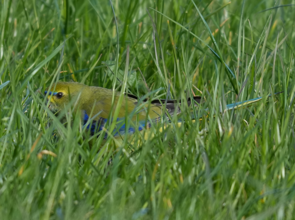 Папужка синьокрилий - ML644355479