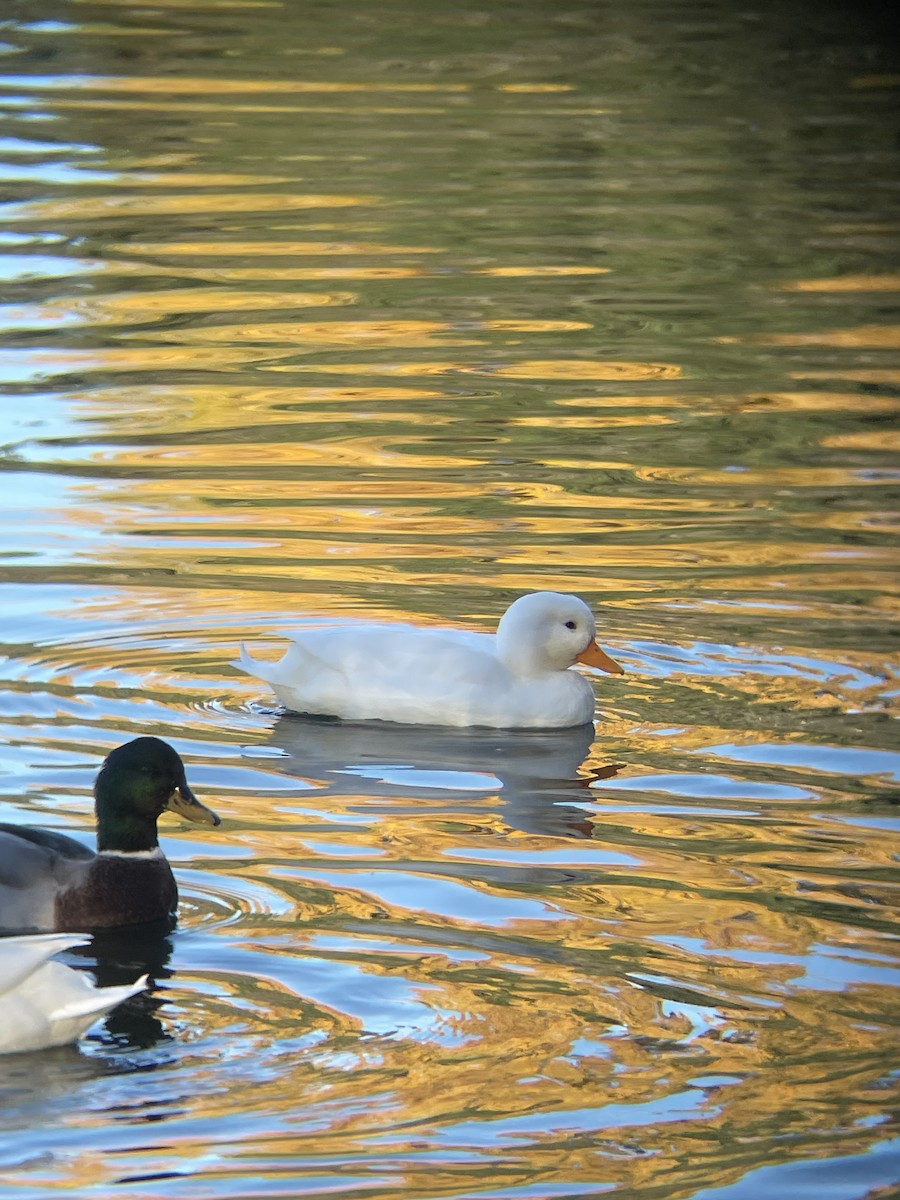 Mallard (Domestic type) - ML644355492
