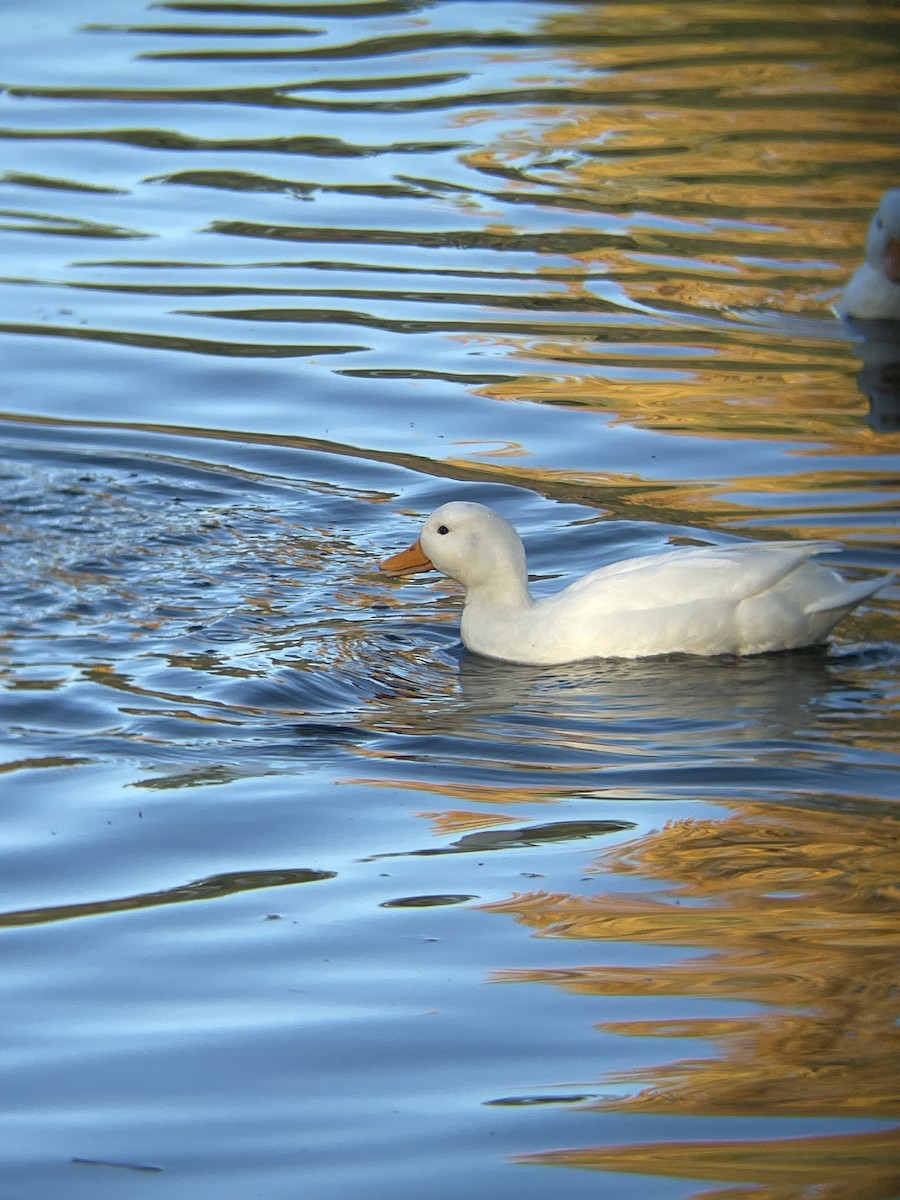 Mallard (Domestic type) - ML644355493