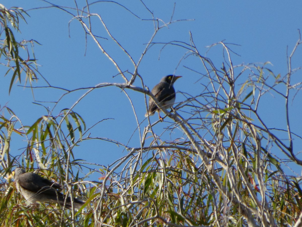 Noisy Friarbird - ML644355494