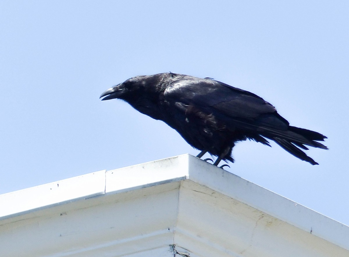 Corneille d'Amérique - ML644355496