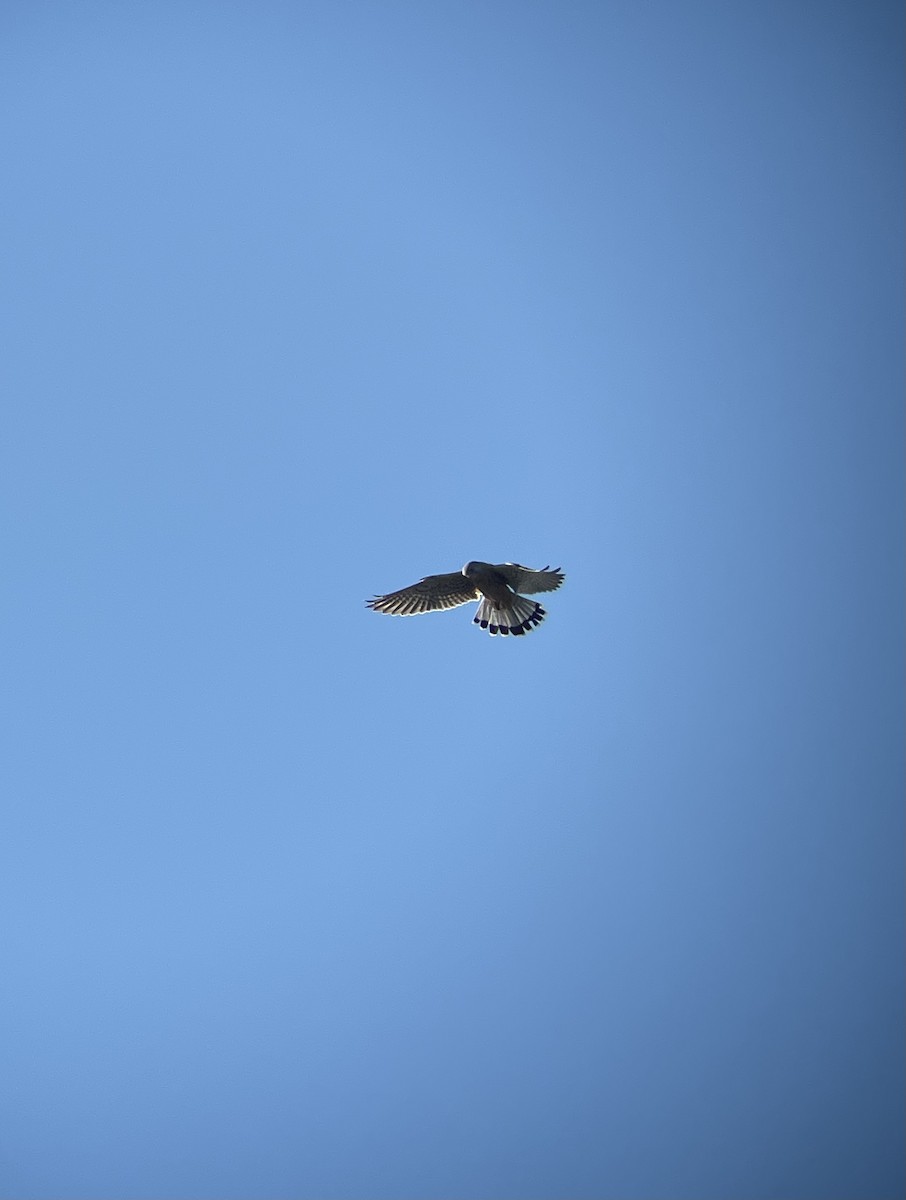 Eurasian Kestrel - ML644355505