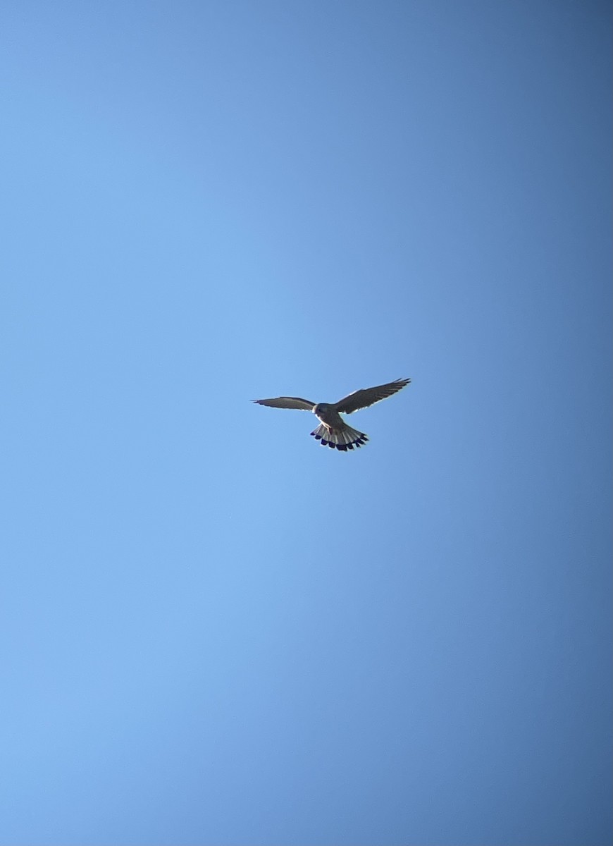 Eurasian Kestrel - ML644355506