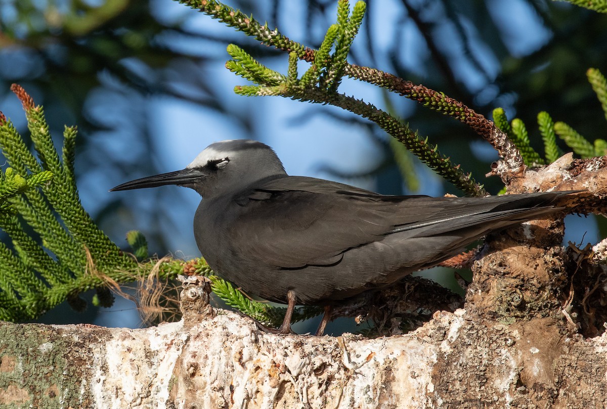 ヒメクロアジサシ - ML644355513