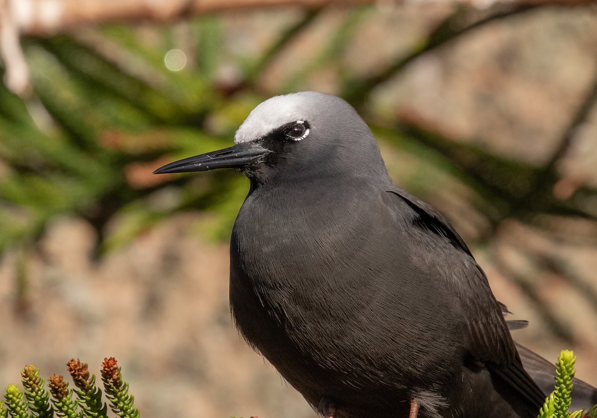 ヒメクロアジサシ - ML644355515